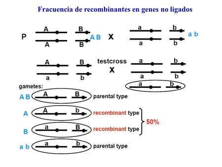 Fracuencia de recombinantes en genes no ligados