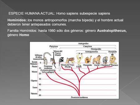 ESPECIE HUMANA ACTUAL: Homo sapiens subespecie sapiens