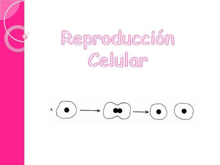 Reproducción Celular.