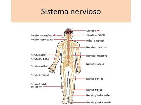 Sistema nervioso.