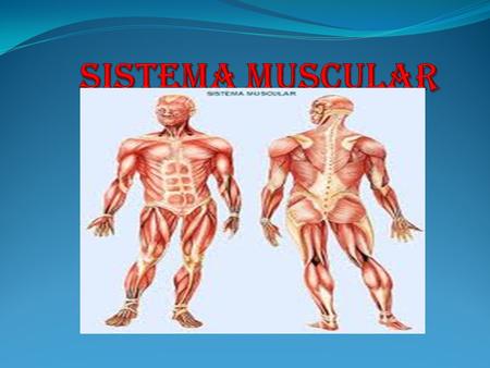 Sistema muscular.