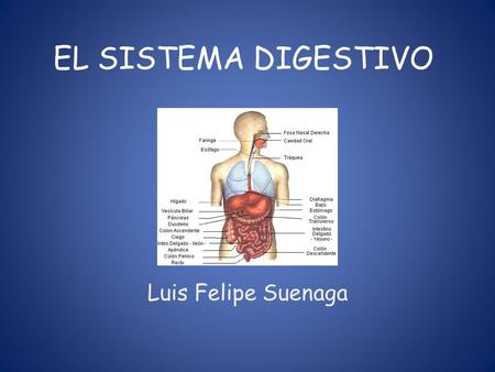 EL SISTEMA DIGESTIVO Luis Felipe Suenaga. EL SISTEMA DIGESTIVO El aparato digestivo es un largo tubo, con importantes glándulas empotradas, que transforma.