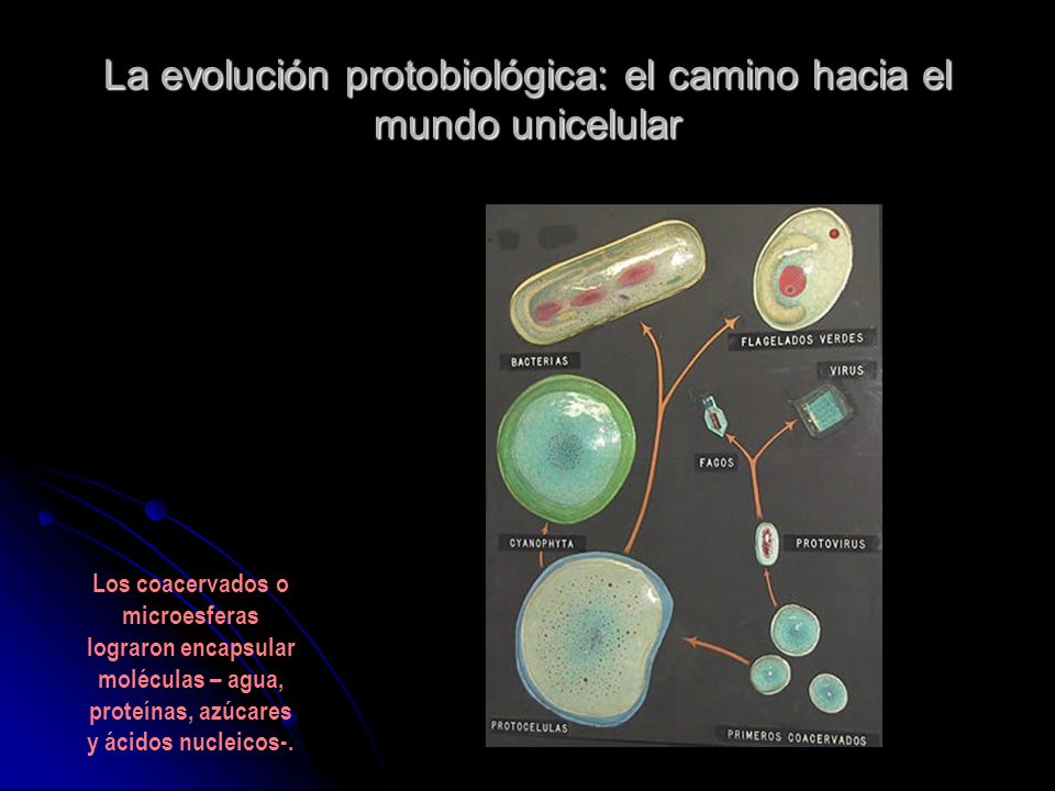 Resultado de imagen de evolución protobiológica