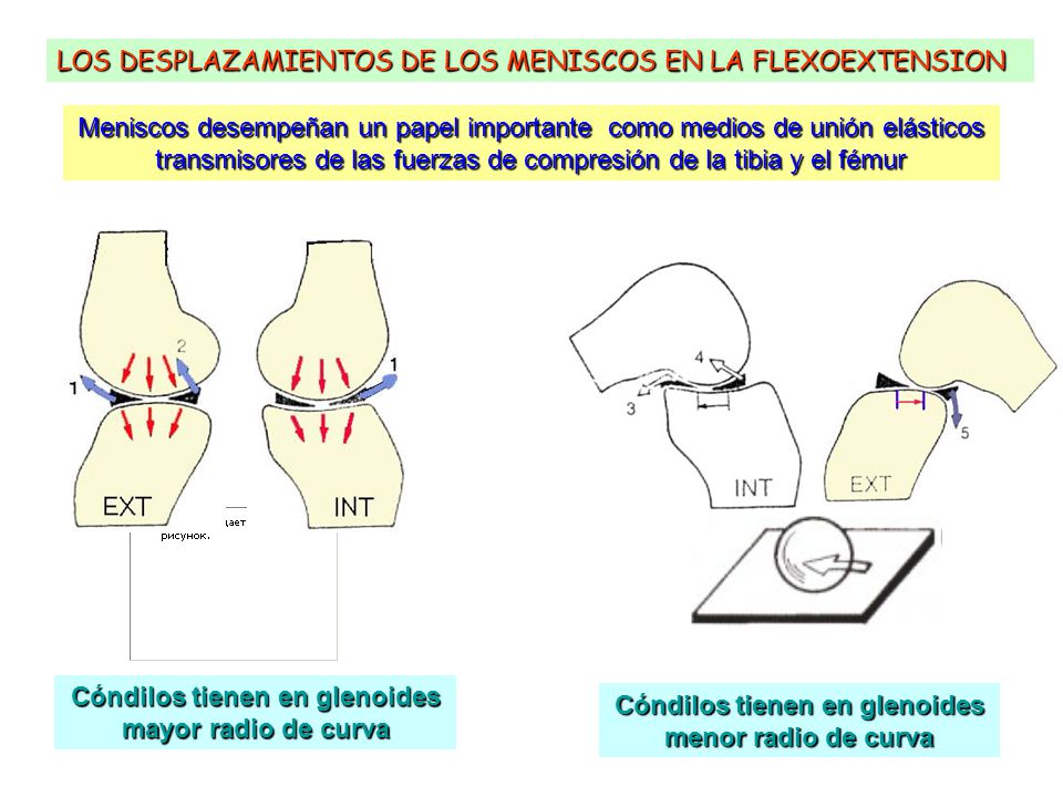siguen los movimientos de la radio en colombia biomec 193 nica de la rodilla ppt descargar siguen los movimientos de la radio en colombia biomec 193 nica de la rodilla ppt descargar