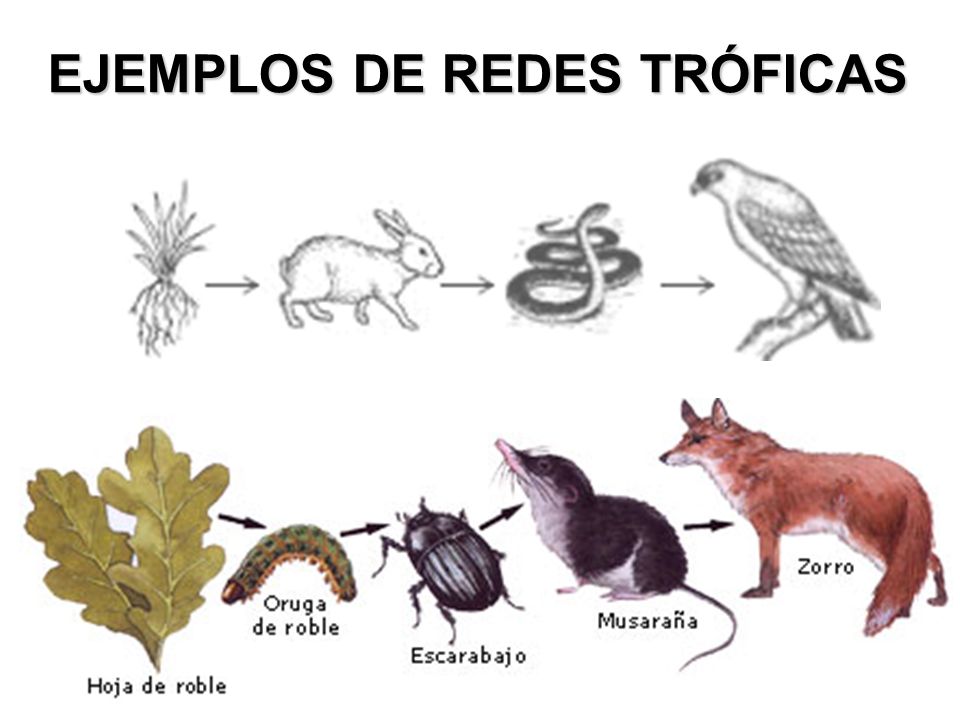 cadena alimenticia acuatica descomponedores circulacion del alimento en un ecosistema ppt descargar cadena alimenticia acuatica descomponedores circulacion del alimento en un ecosistema ppt descargar