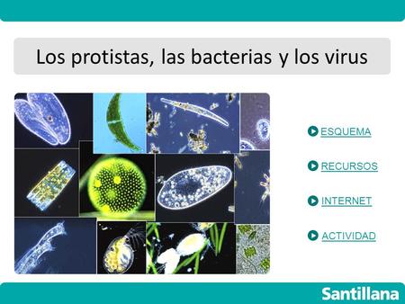 Los protistas, las bacterias y los virus