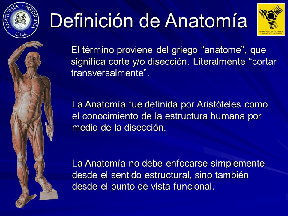 O que significa anatomia