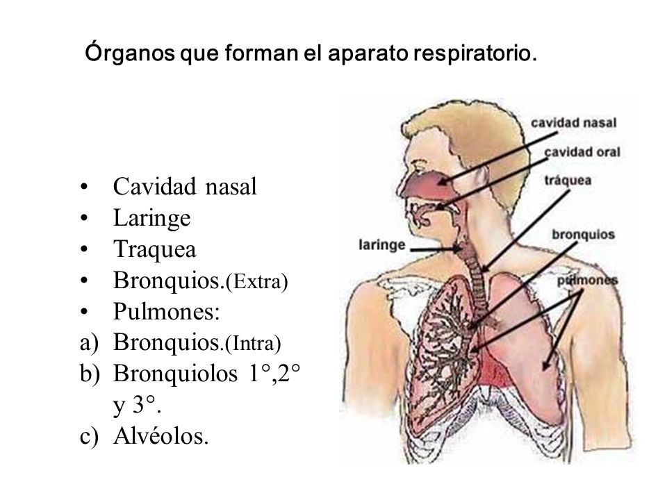 Histologia do sistema respiratorio