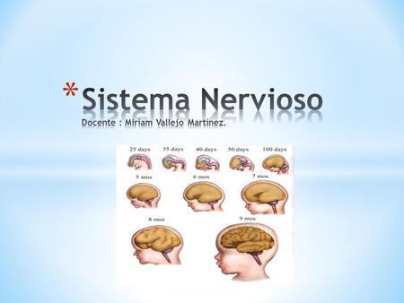 Sistema Nervioso Docente : Miriam Vallejo Martínez.