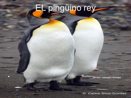 EL pingüino rey Nombre: Sebastián Venegas.
