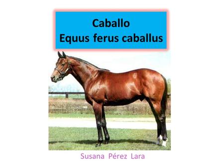 Caballo Equus ferus caballus