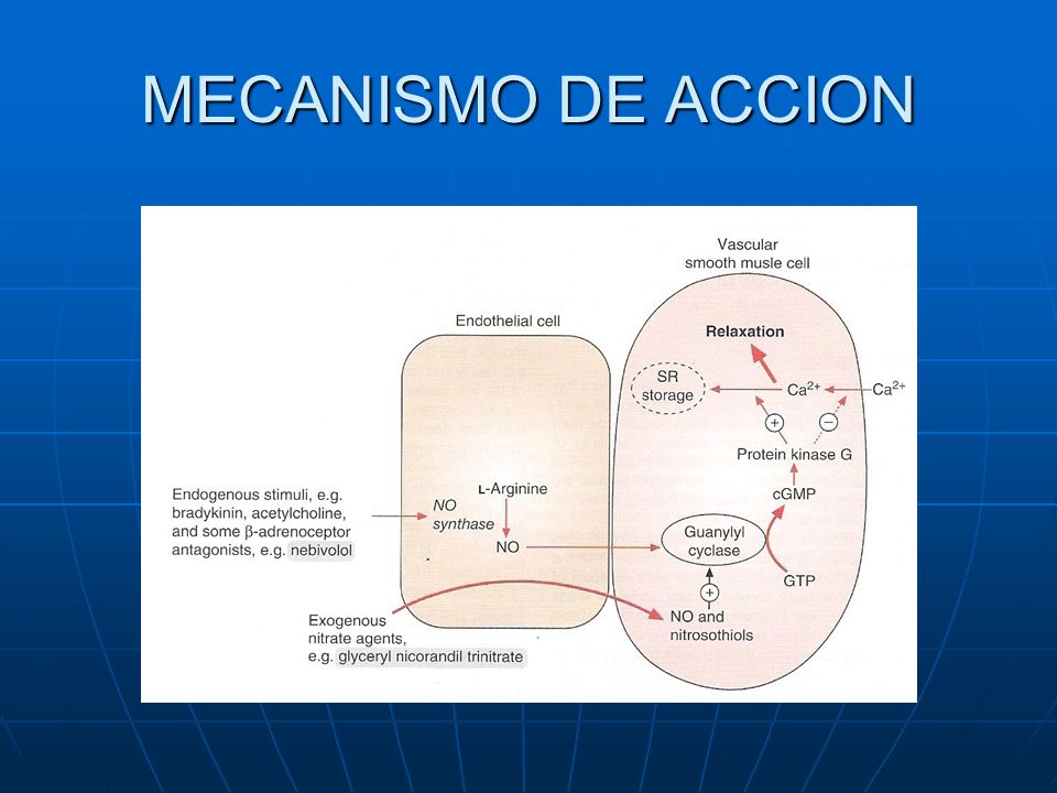 Ca ++ Antagonistas -Vasodilatadores - ppt video online Ca ++ Antagonistas -Vasodilatadores - ppt video online
