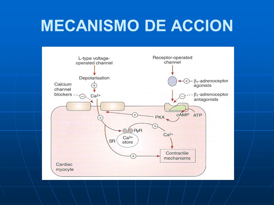 Ca ++ Antagonistas -Vasodilatadores - ppt video online Ca ++ Antagonistas -Vasodilatadores - ppt video online