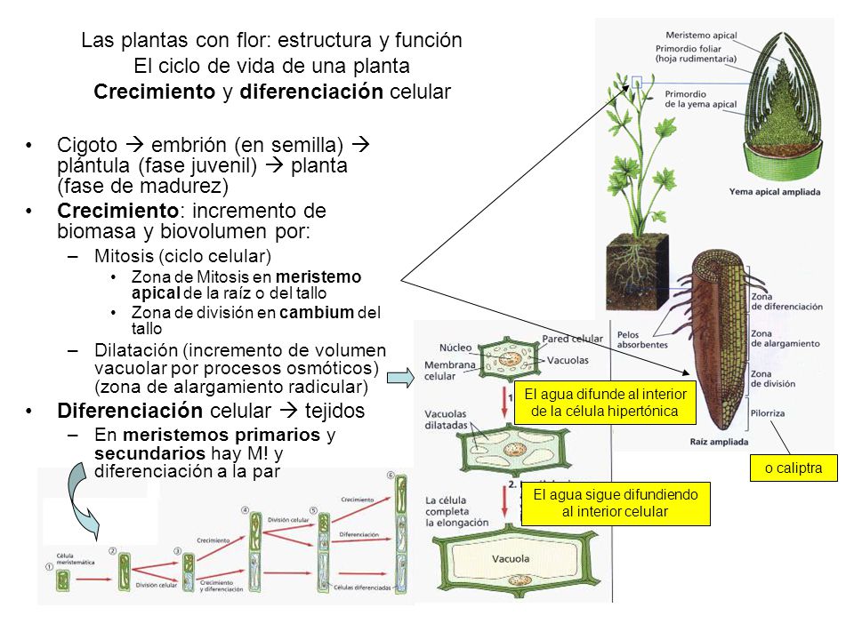 Metafitas con flor_Estructura y organización CRÉDITOS Metafitas con flor_Estructura y organización CRÉDITOS