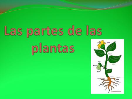 Las partes de las plantas