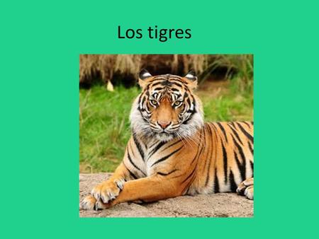 Los tigres.