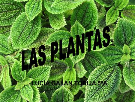 LAS PLANTAS LAS PLANTAS Lucía Galán Torija 5ºA LUCÍA GALÁN TORIJA 5ºA.
