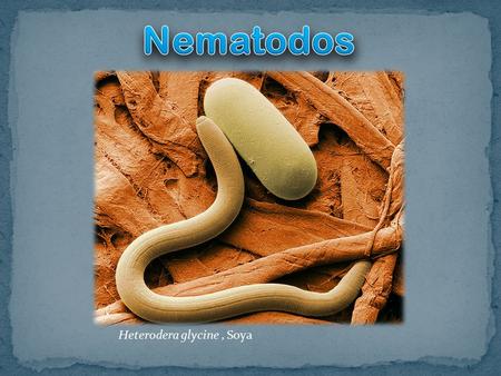 Nematodos Heterodera glycine , Soya.