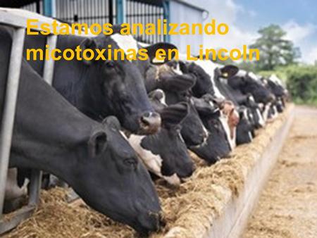 Estamos analizando micotoxinas en Lincoln. Micotoxinas Las micotoxinas son metabolitos fúngicos que afectan la salud de los animales y del hombre además.