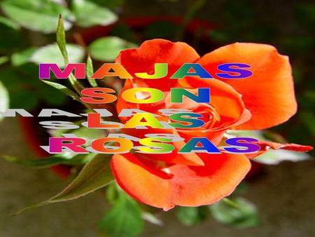 Majas, preciosas, son las rosas con las cuales se puede hacer un poema ponerlas en la palma de la mano y entregárselas al ser más amado o ir deshojando,