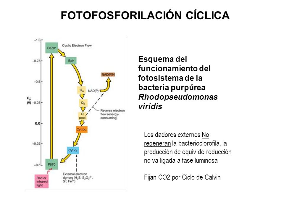 En la fotofosforilacion ciclica se sintetiza 36 En la fotofosforilacion ciclica se sintetiza 32