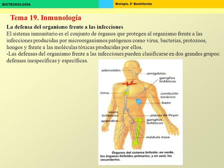 Tema 19. Inmunología La defensa del organismo frente a las infecciones