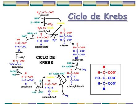 Ciclo de Krebs.