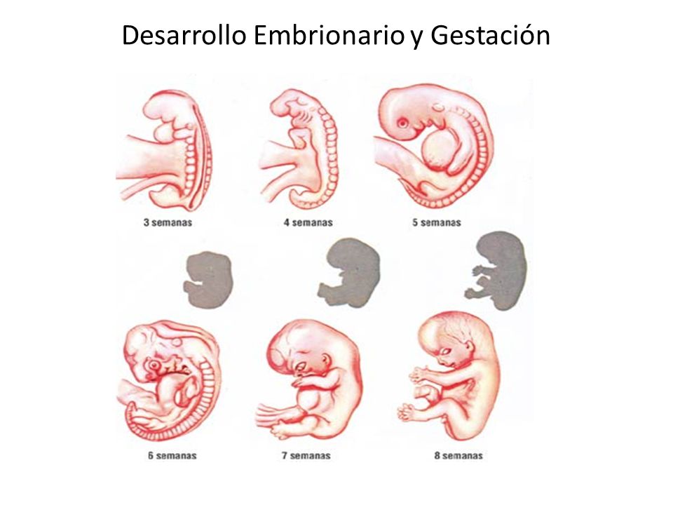 Abre sus piernas en la silla para que se la metan 5