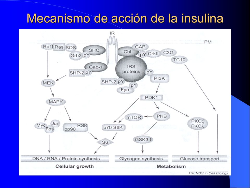 Obesidad, insulinorresistencia y resistina - ppt descargar Obesidad, insulinorresistencia y resistina - ppt descargar