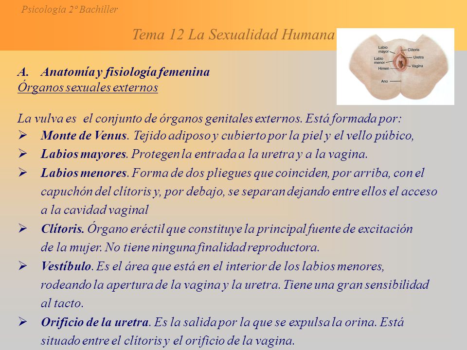 vestibulo anatomia femenina breve historia de la sexolog 237 a ppt video online descargar vestibulo anatomia femenina breve historia de la sexolog 237 a ppt video online descargar