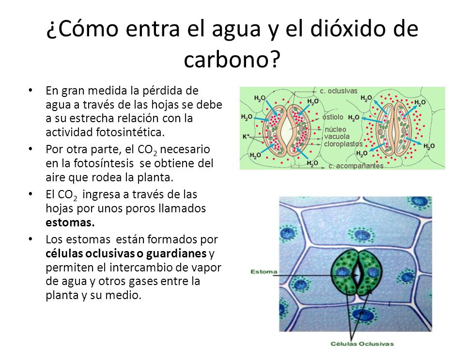 Como entra y sale por ese culo 2