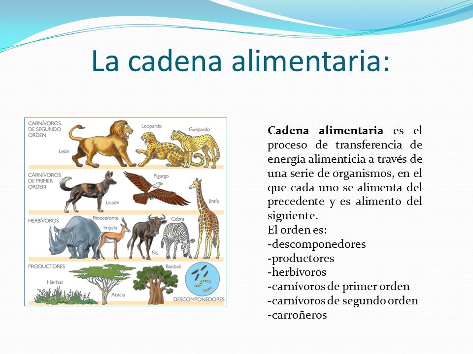 cadenas alimentarias videos cadena alimentaria ppt video online descargar cadenas alimentarias videos cadena alimentaria ppt video online descargar