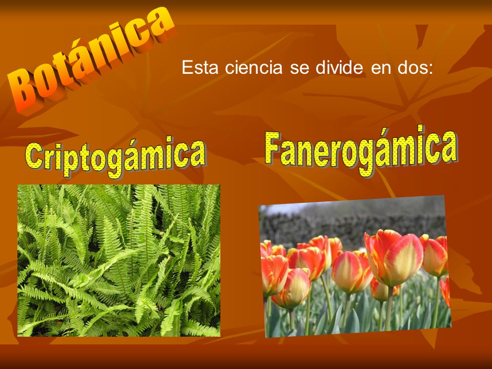 Mastozoologia