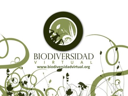 Www.biodiversidadvirtual.org. ¿Qué es Biodiversidad Virtual? Es una plataforma de participación ciudadana a través de internet. Tú como ciudadano puedes.