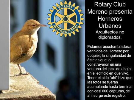 Rotary Club Moreno presenta Horneros Urbanos Arquitectos no diplomados. Estamos acostumbrados a ver nidos de Hornero por doquier; la singularidad de éste.