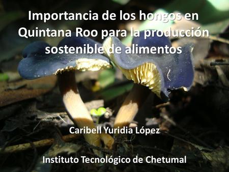 Caribell Yuridia López Instituto Tecnológico de Chetumal