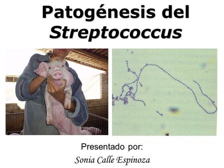 Patogénesis del Streptococcus