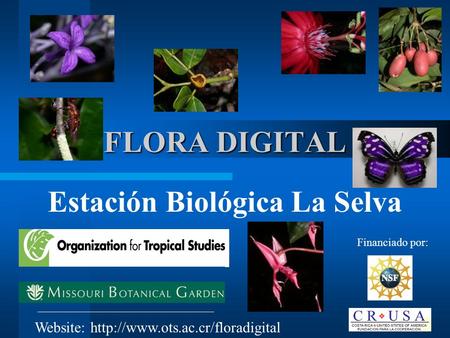 Estación Biológica La Selva