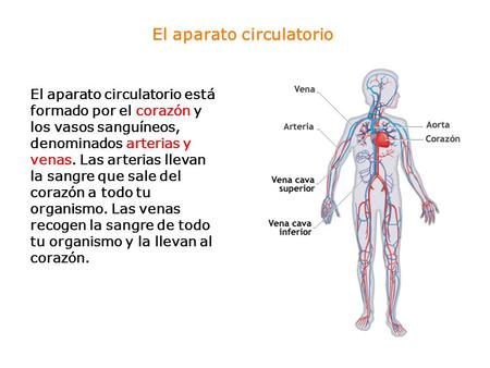 El aparato circulatorio