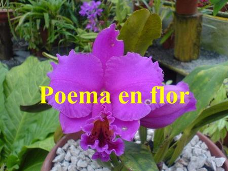 Poema en flor.