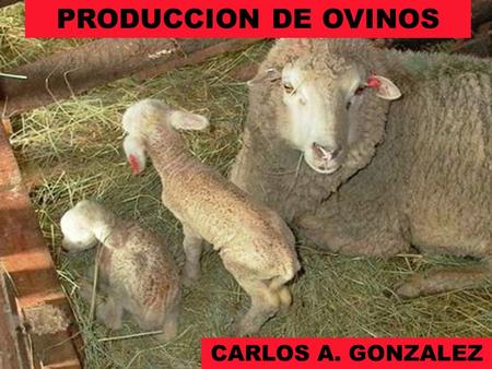PRODUCCION DE OVINOS CARLOS A. GONZALEZ.