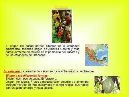 El cacao El origen del cacao parece situarse en el estanque amazónico, teniendo origen en América Central y más particularmente en México de la península.