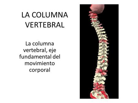La columna vertebral, eje fundamental del movimiento corporal
