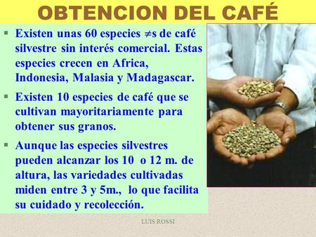 OBTENCION DEL CAFÉ Existen unas 60 especies s de café silvestre sin interés comercial. Estas especies crecen en Africa, Indonesia, Malasia y Madagascar.