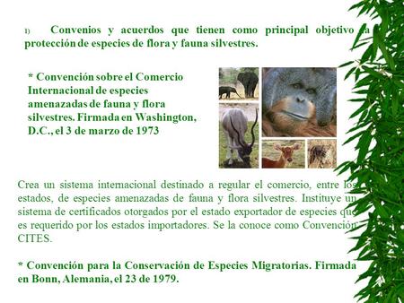 1)      Convenios y acuerdos que tienen como principal objetivo la protección de especies de flora y fauna silvestres. * Convención sobre el Comercio Internacional.
