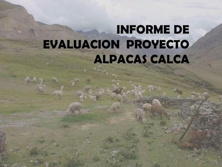 INFORME DE EVALUACION  PROYECTO ALPACAS CALCA