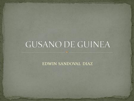 GUSANO DE GUINEA EDWIN SANDOVAL DIAZ.