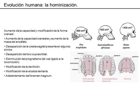 Evolución humana: la hominización.