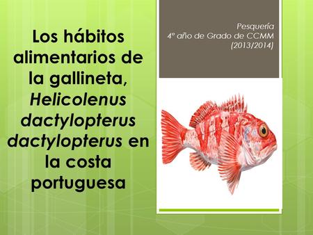 Pesquería 4º año de Grado de CCMM (2013/2014) Los hábitos alimentarios de la gallineta, Helicolenus dactylopterus dactylopterus en la costa portuguesa.