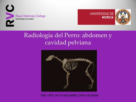 Radiología del Perro: abdomen y cavidad pelviana